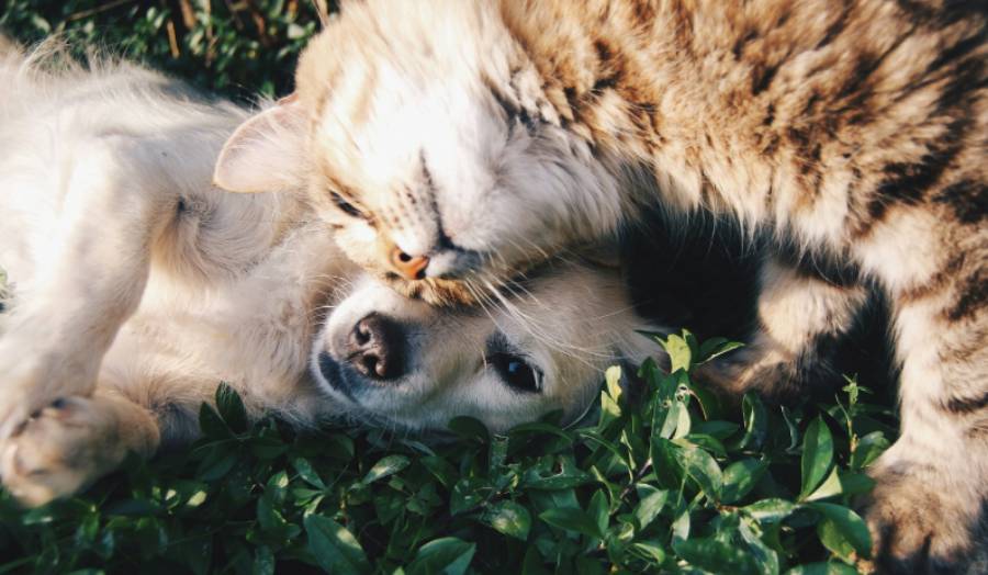 Animal Rescue